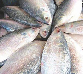 ইলিশ মাছ